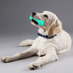 Dog Chew Toy